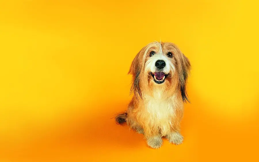 Funny Bearded Collie Dog Background