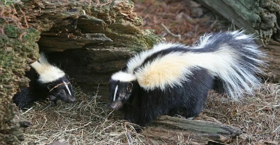 Amazing wallpaper of the skunk family in nature