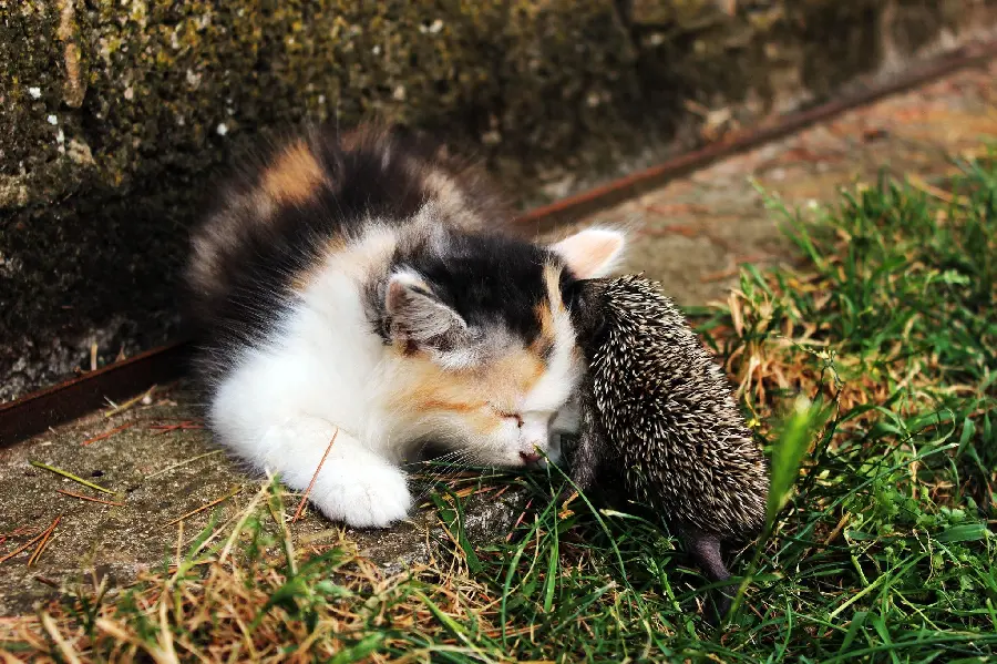 Profile photo of baby hedgehog and baby cat with the best possible quality