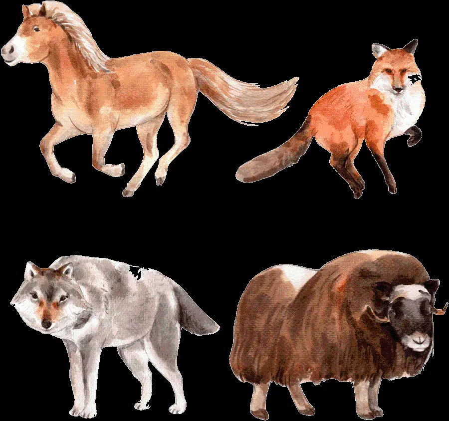 Latest Downloaded Real Wolf Wallpapers PNG