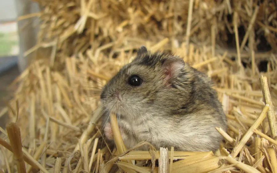 Stock image of a beautiful and salty baby mouse with special wallpaper quality