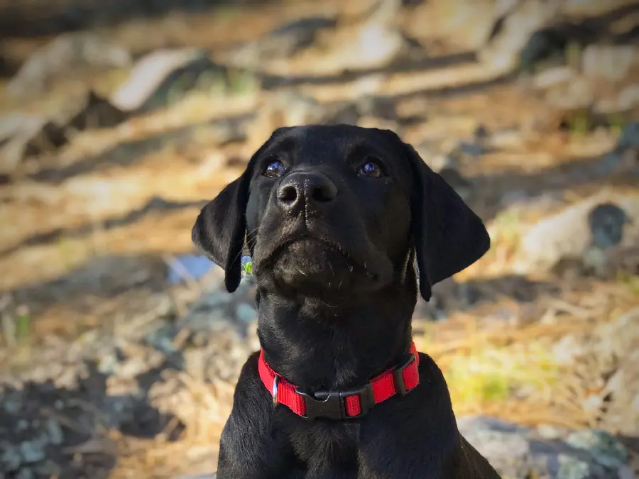 Black Labrador Retriever Wallpaper Monitor Background