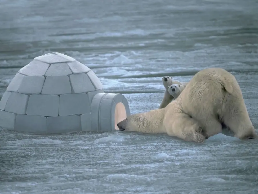 Interesting profile photo and capturing moments of a mother polar bear and her cubs 