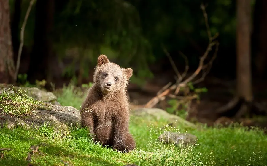 The most attractive background for desktop and computer of a bear cub