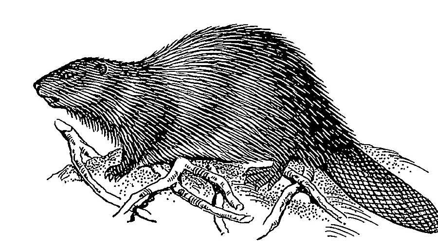 Black and white drawing of Beaver PNG for image editors