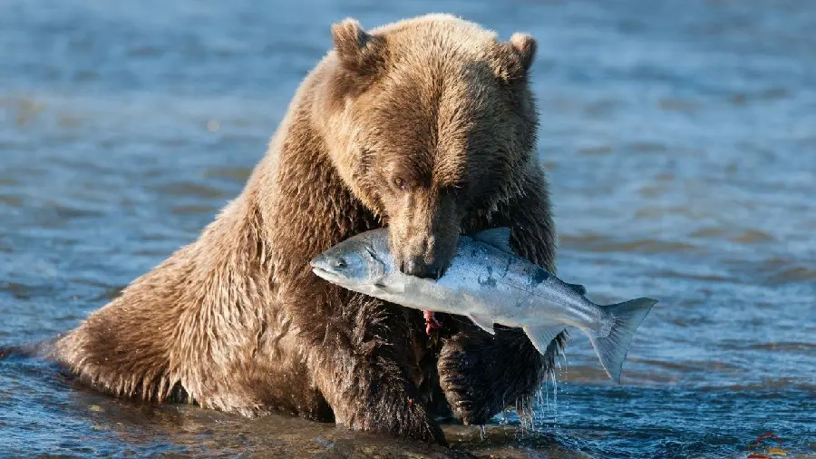 Photo taken of a grizzly bear hunting fish HD
