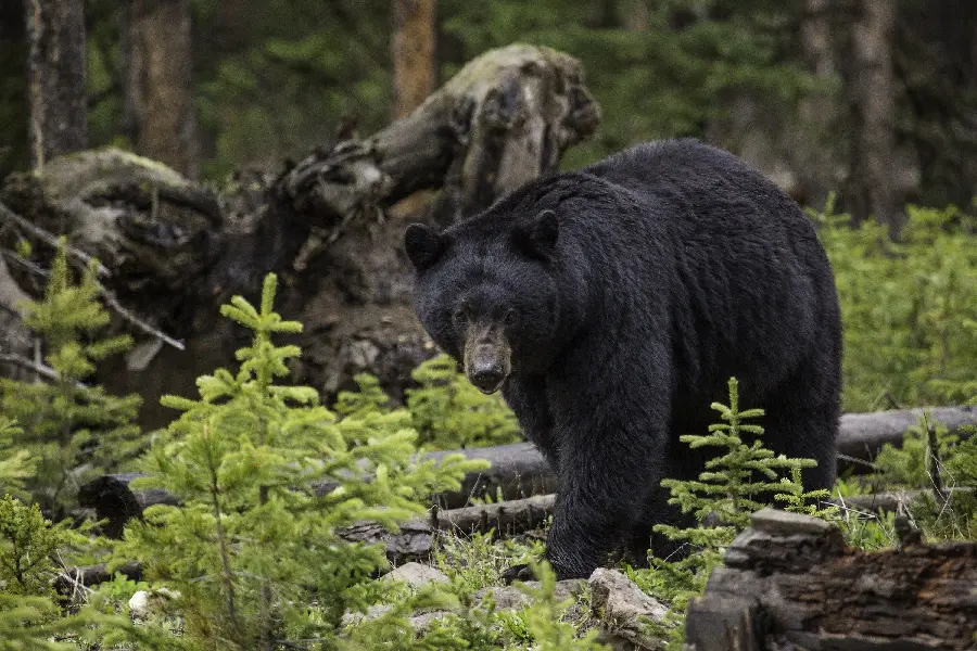 Frightening background of Olympic black bear with HD resolution