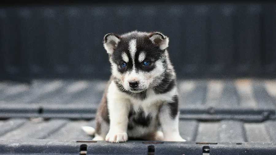 Download cute red husky puppy background