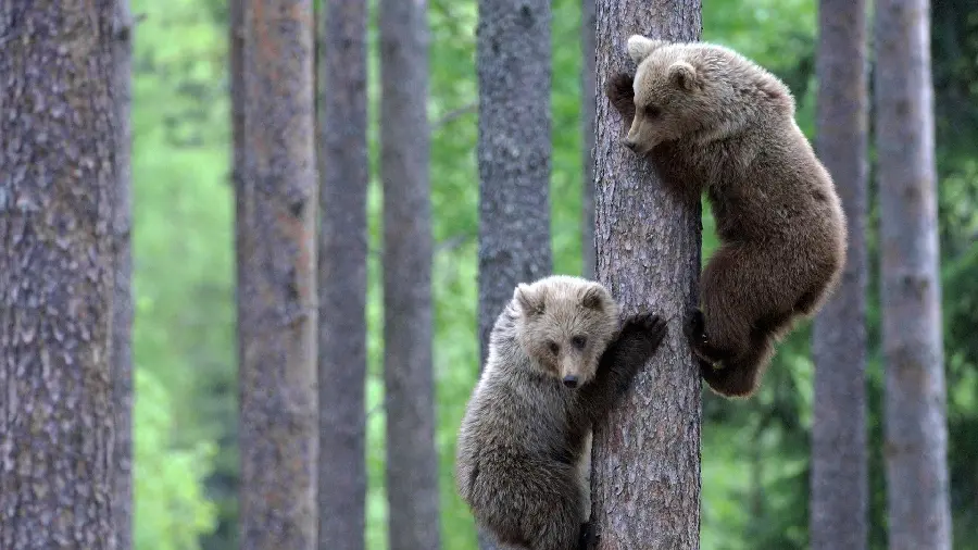 Spectacular and beautiful wallpaper for ideas and inspiration for drawing a bear cub