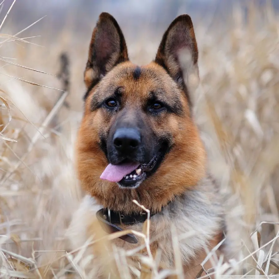 iPhone wallpaper of a rescue dog with the German Shepherd breed