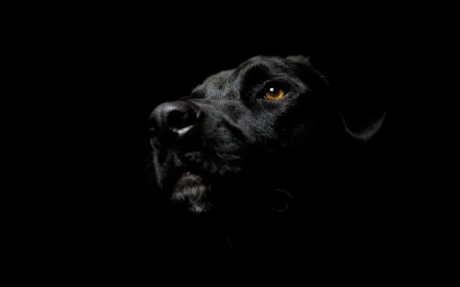 Stylish profile picture of a black dog for desktop 