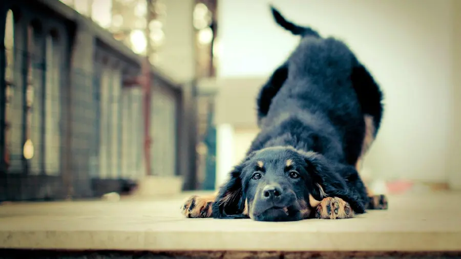 Funny Rottweiler dog background with funny pose