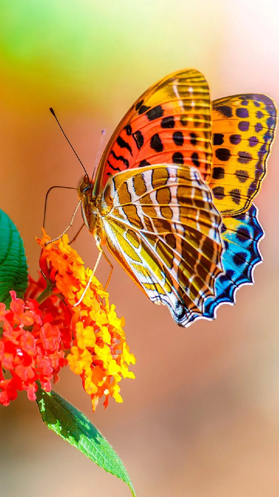 Download stock photo of a butterfly sitting on a flower for iPhone 