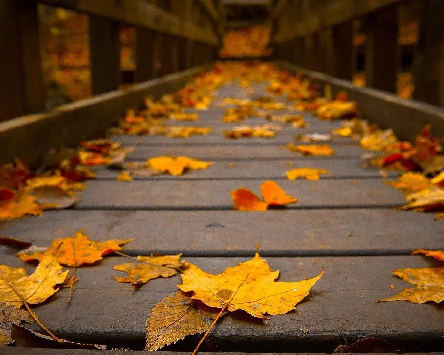 Picture of a wooden bridge in autumn with golden leaves