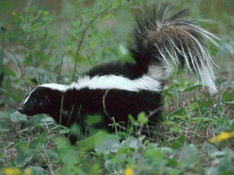 Free Download Striped Skunk Stock Image