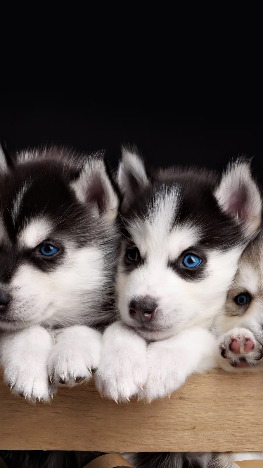 Awesome Googly Husky Baby iPhone Wallpaper