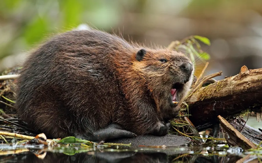 Wild and angry beaver profile photo with special quality