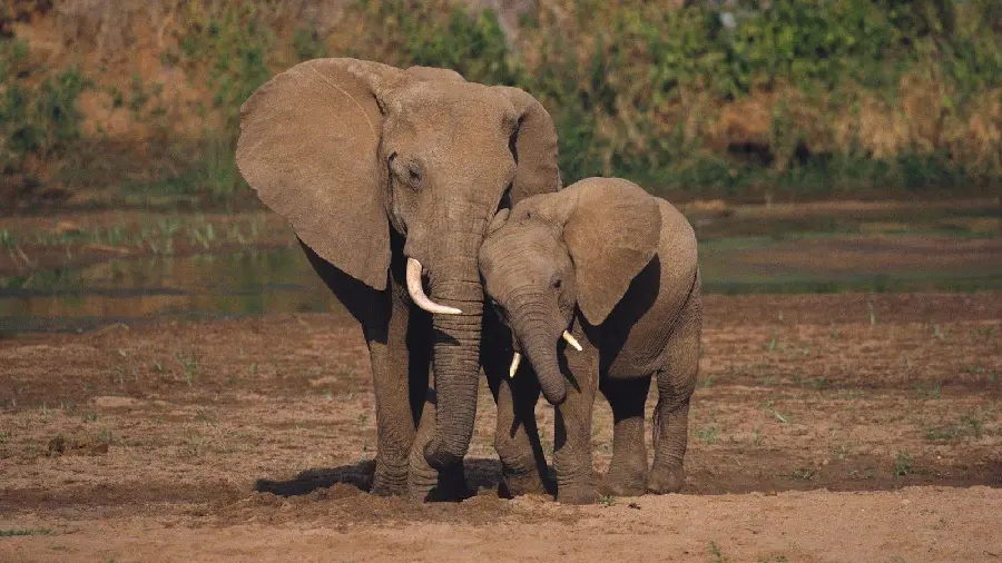 Picture of two beautiful and cute African elephants