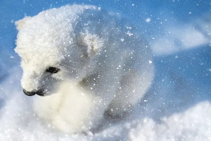 Profile picture for social networks of a polar bear cub