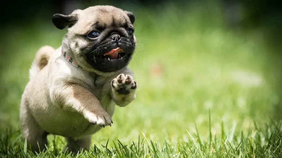 Stock Photo of a Pug Dog Running and Playing on the Grass