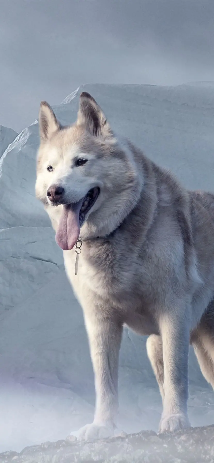 Husky wolf and snarling dog wallpaper for iPhone