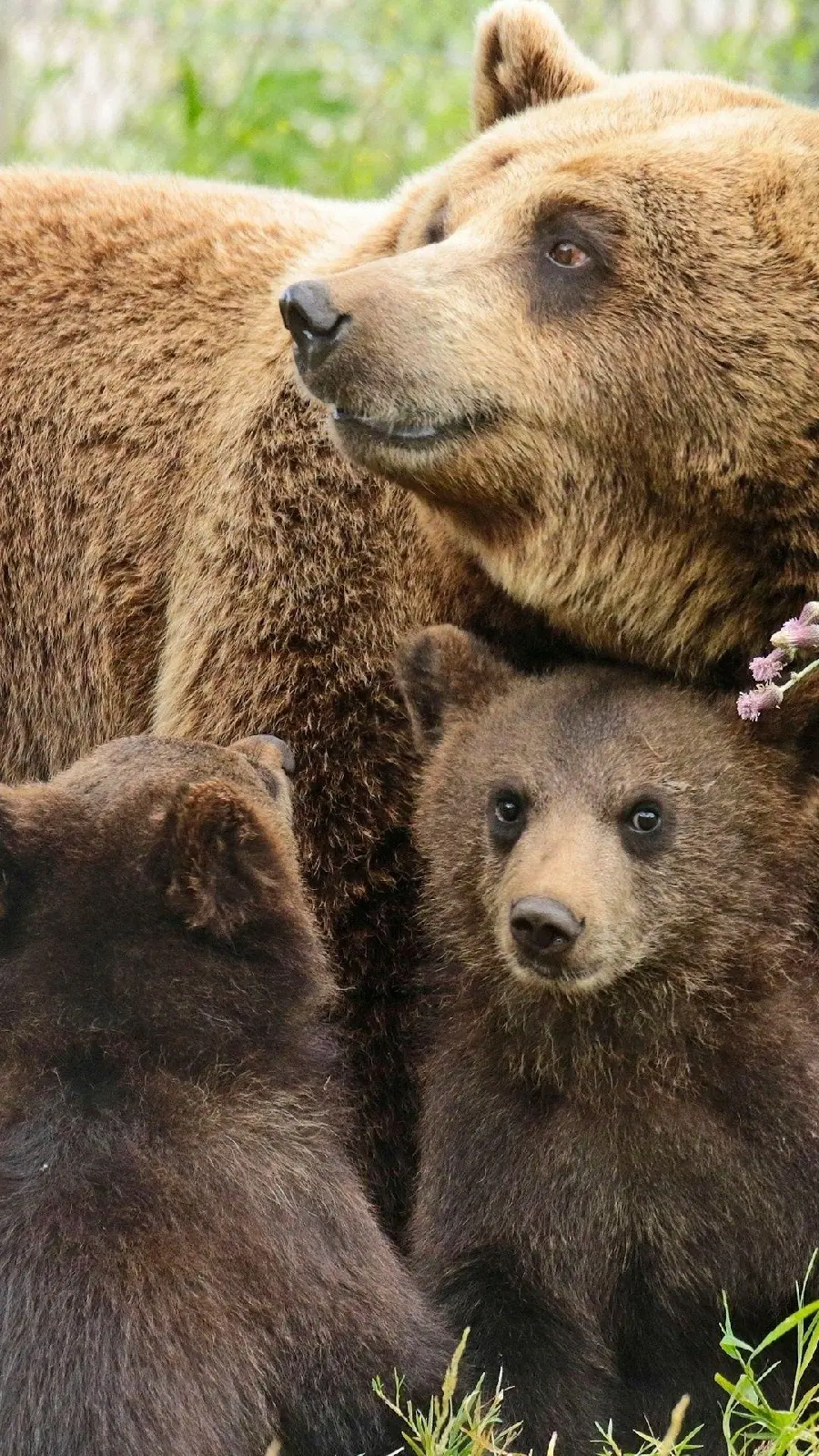 Cub wallpaper Cute Brown Bears for Mobile Backgrounds