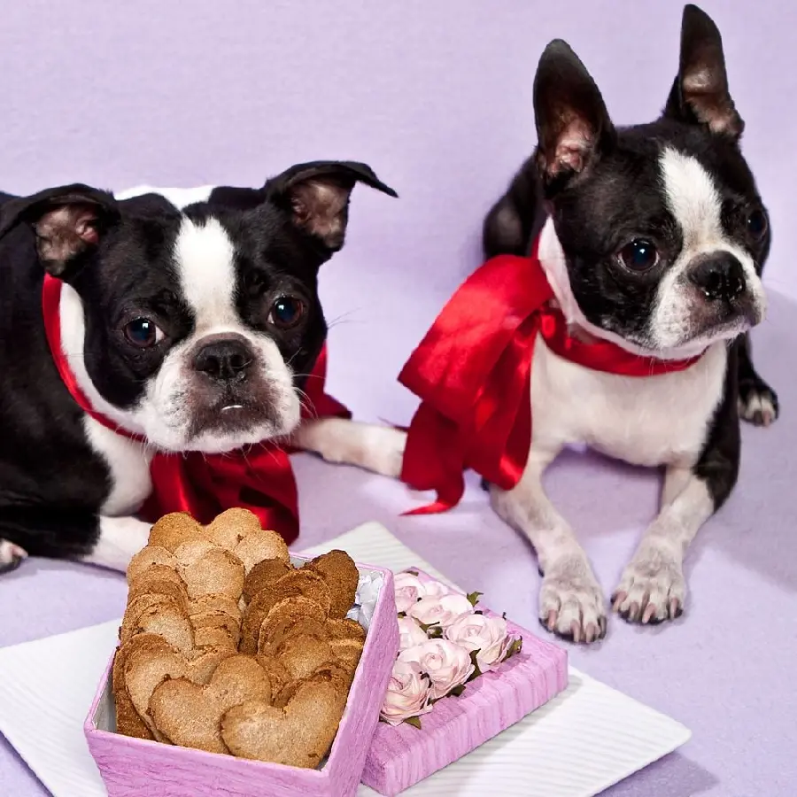 Photo of a Boston Terrier Couple with Valentine's Day Theme