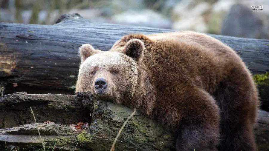 Sleepy Bear Lying on a Tree Trunk HD Image