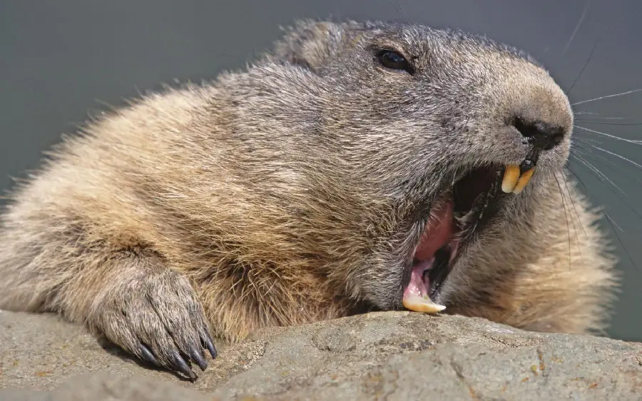 Angry and dangerous beaver background for stories and documentary page posts