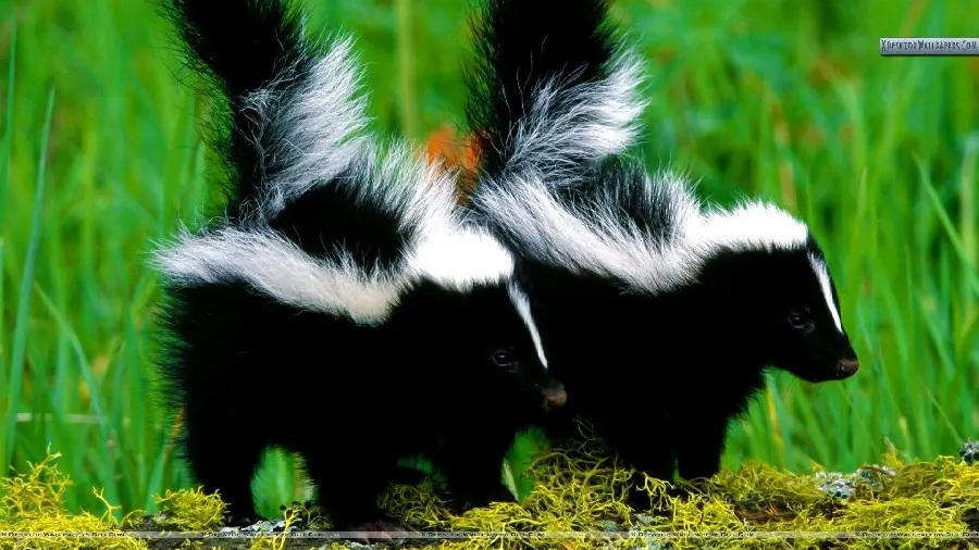 Skunk profile picture for Telegram and WhatsApp