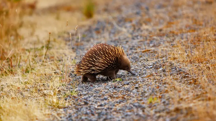 Anteater or Spiny Anteater or Echidna