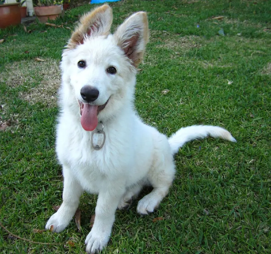 Cute Baby White German Shepherd Dog Photo with Super Quality
