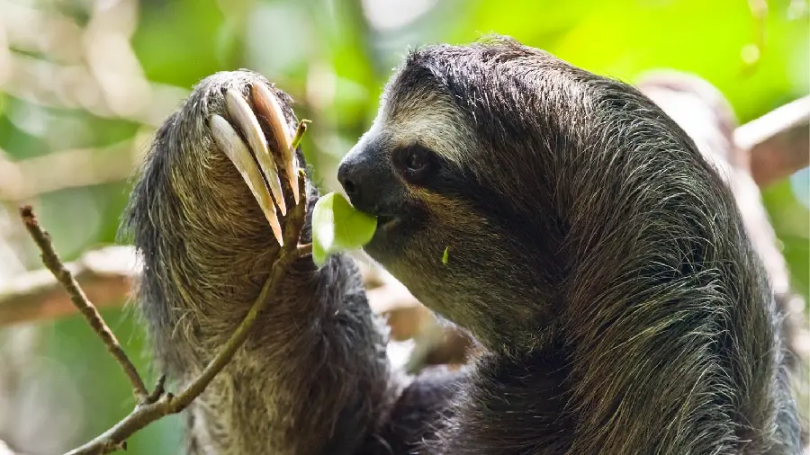 Wallpaper of a calm and arboreal sloth