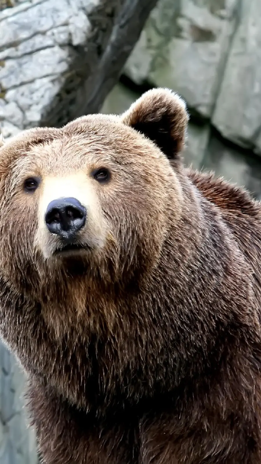 Stunning Stock Image of Grizzly Bear for Phone Background