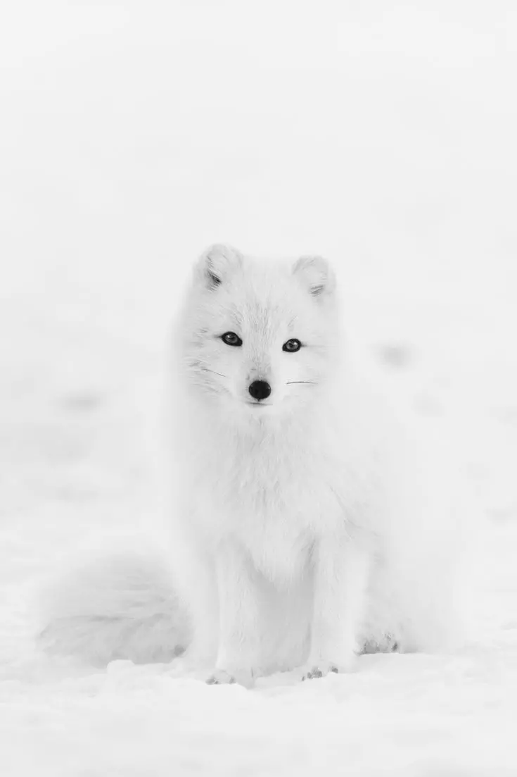 Amazing stock photo for a phone background of a real arctic fox
