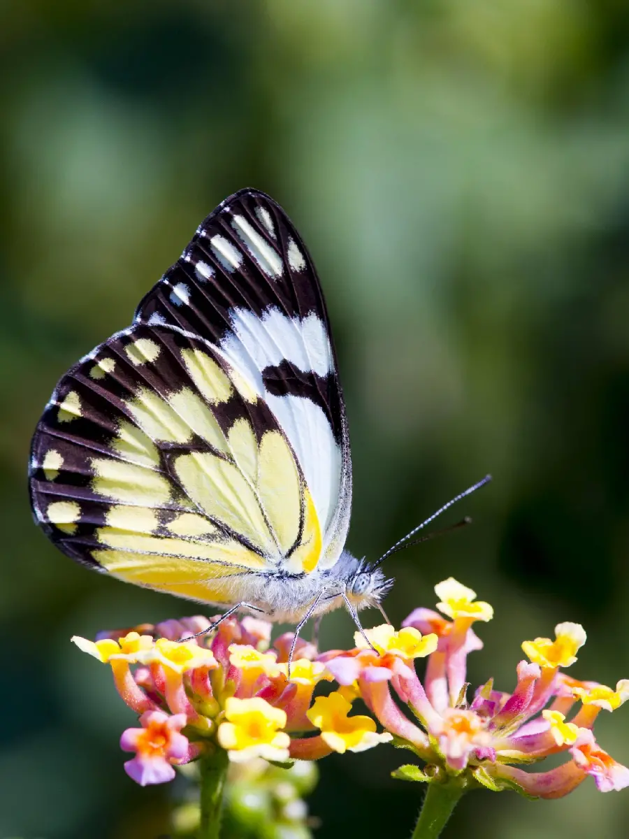 Download Stock Photos for iPhone with Folio Background and Butterfly Design