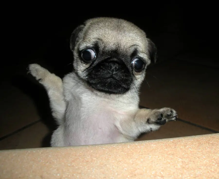 Funny and Fun Background Photo of Pug Dog for Making GIFs and Stickers