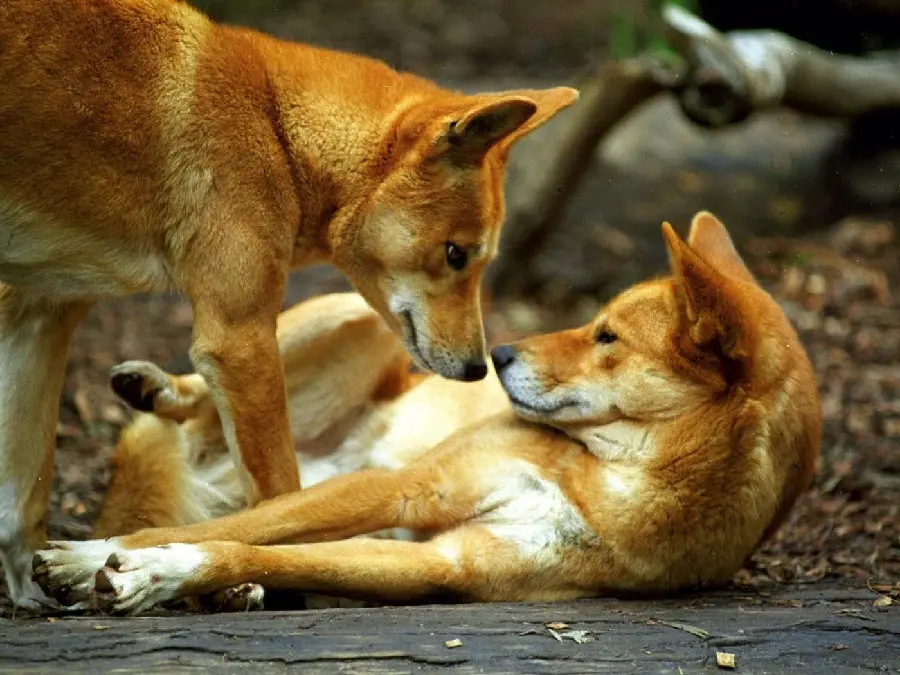 A very beautiful picture of the dingo or Australian wild dog