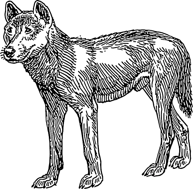 High quality Dingo or Australian wild dog drawing