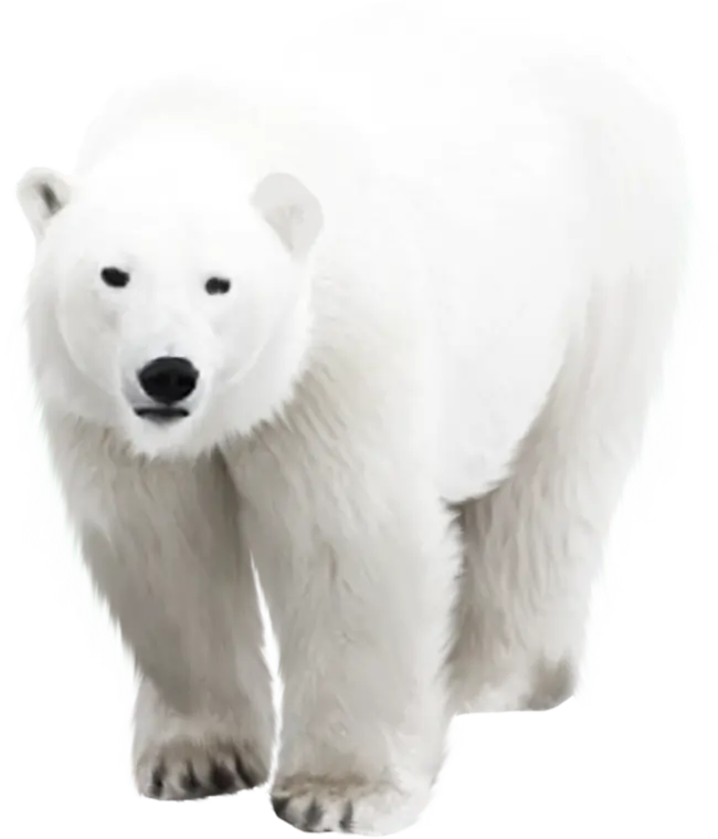Free Download of Attractive and Stunning Bear PNG Stock Image