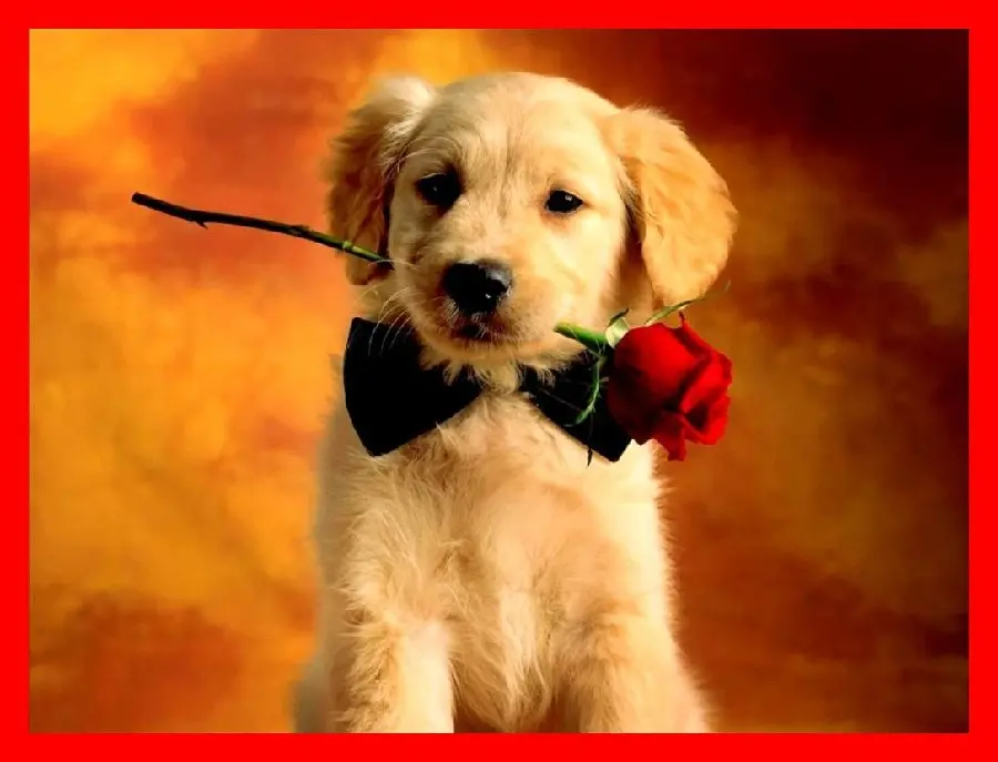 Wallpaper for computer with Valentine's dog design and red frame