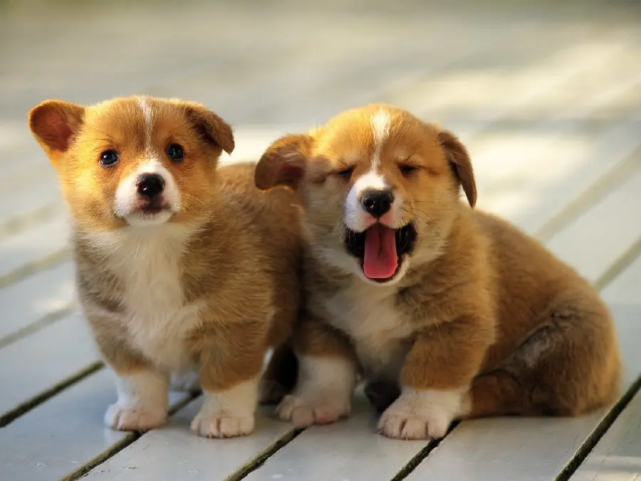 Background Grand of cute puppies for computer and desktop wallpaper 