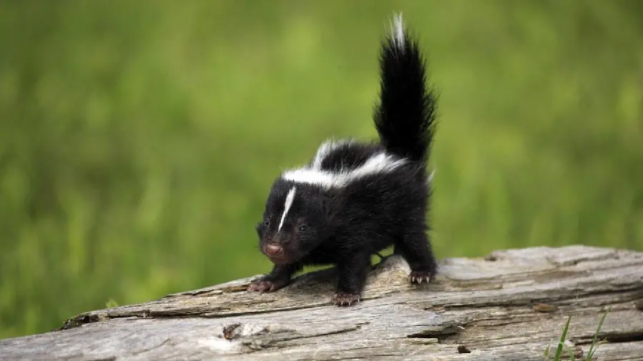 Photo taken in nature of a cute baby skunk or striped weasel
