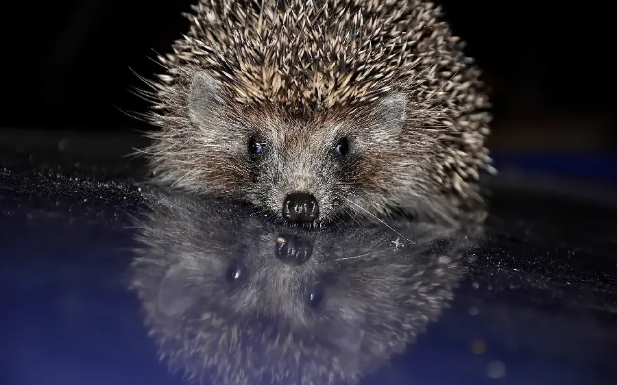 The highest quality stock photo of cute baby hedgehogs