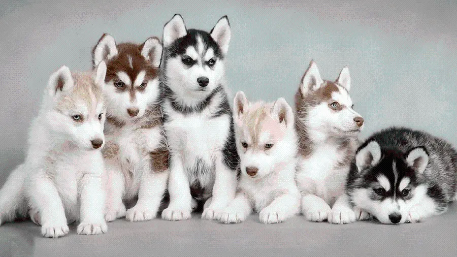 Attractive wallpaper of red husky puppies for printing on a board
