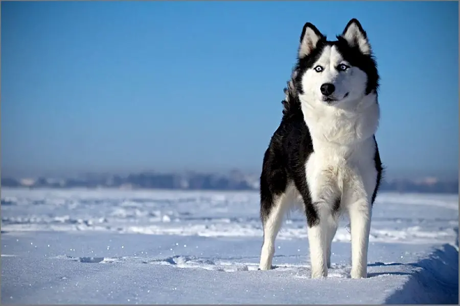 Stock image of a Siberian husky with triangular ears