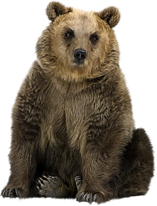 Beautiful Stock Image of Sitting Brown Bear PNG