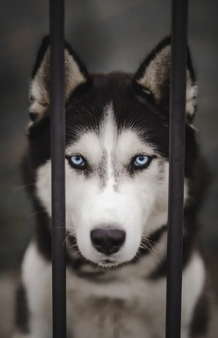 Best Quality Husky Wallpaper Suitable for Mobile Phone Background