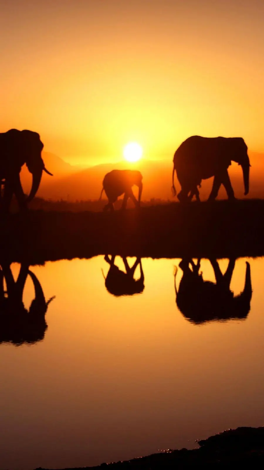 Download stock photos of African nature and elephants moving around 
