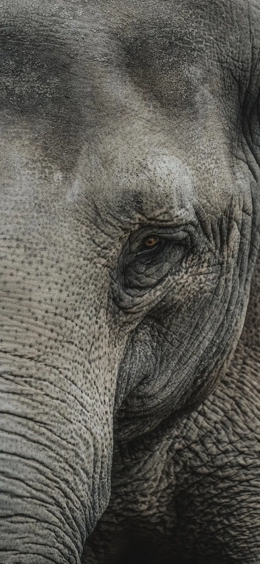 The most beautiful and attractive photo of the eyes of a small elephant for the background of the mobile phone